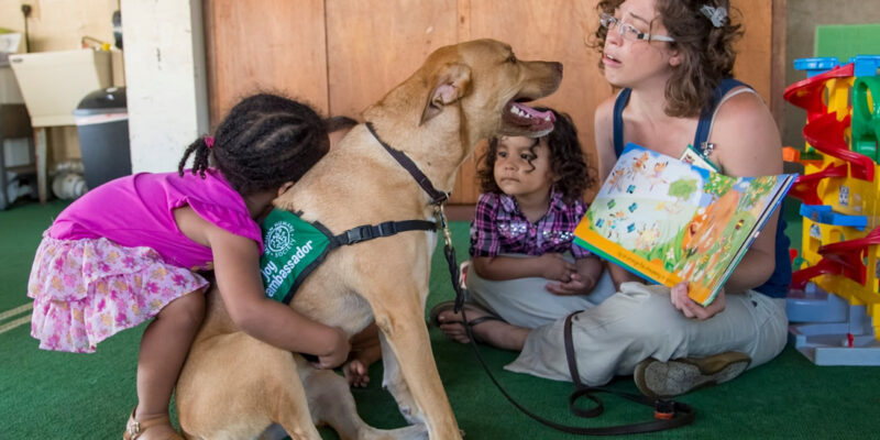 Hawaiian Humane Society: A Campaign for Compassionate Care Across